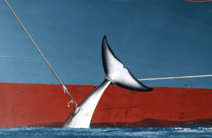 Commercial Whaling Can Never Be Sustainable