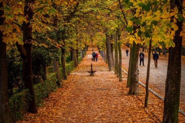 paseo otono parque el retiro madrid 20 11 2018 18